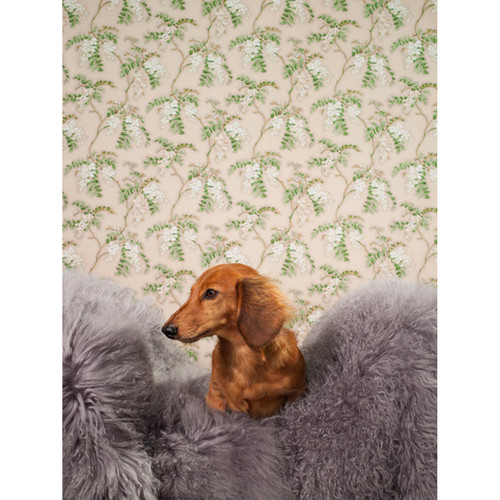 Dog Collection - Dachshund On Fur Stretched Canvas Wall Art