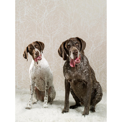 Dog Collection - Dog Duo Stretched Canvas Wall Art