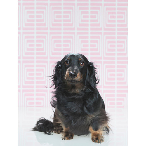 Dog Collection - Doxie On Pink Stretched Canvas Wall Art
