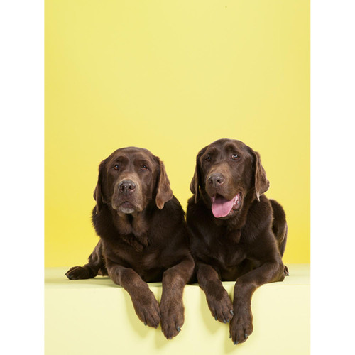 Dog Collection - Chocolate Labs On Yellow Stretched Canvas Wall Art