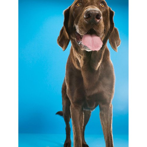 Dog Collection - Chocolate Lab On Blue Stretched Canvas Wall Art