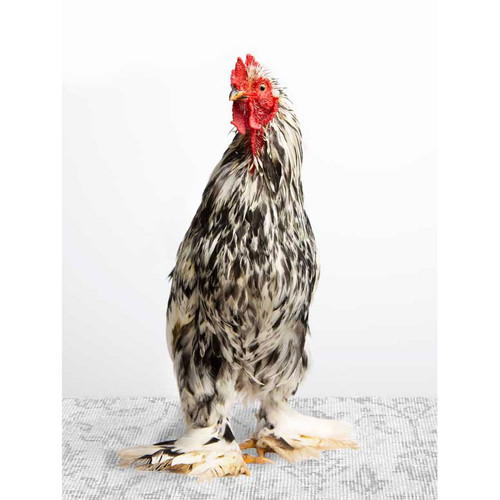 Charming Chickens - Black And White Stretched Canvas Wall Art
