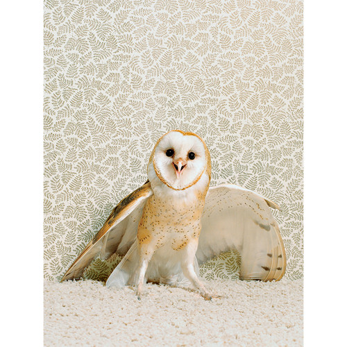 Owl On Neutral Stretched Canvas Wall Art