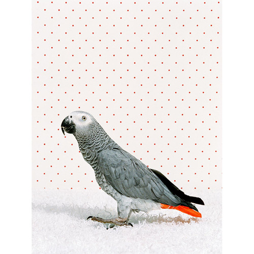 Parrot on White Stretched Canvas Wall Art