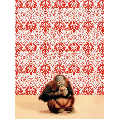 Orangutan On Red & White Stretched Canvas Wall Art