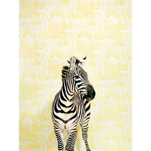 Zebra On Yellow Stretched Canvas Wall Art