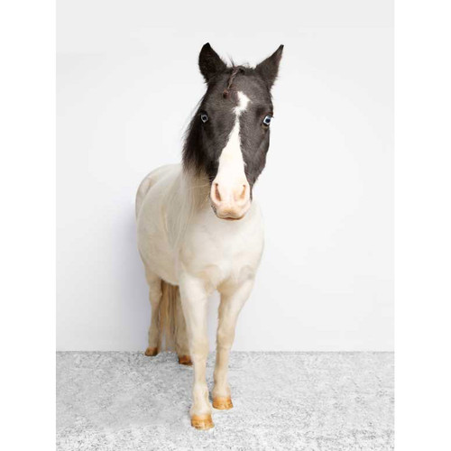 Petite Ponies - Chance Stretched Canvas Wall Art