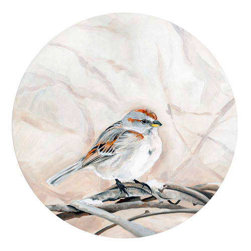Avian Spotlight - House Sparrow Stretched Canvas Wall Art