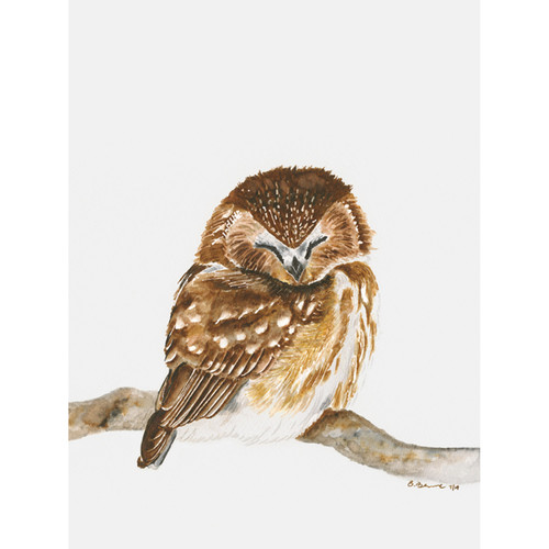 Sleeping Baby Owl Stretched Canvas Wall Art