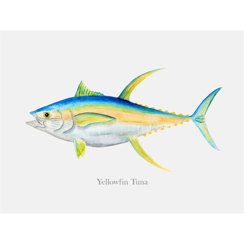 Yellowfin Tuna Portrait Stretched Canvas Wall Art