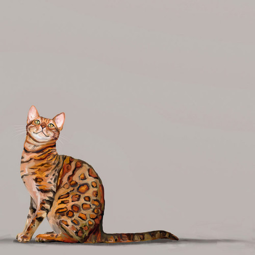 Feline Friends - Bengal Cat Stretched Canvas Wall Art