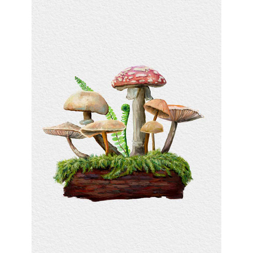 Forest Magic - Mushroom Garden II Stretched Canvas Wall Art