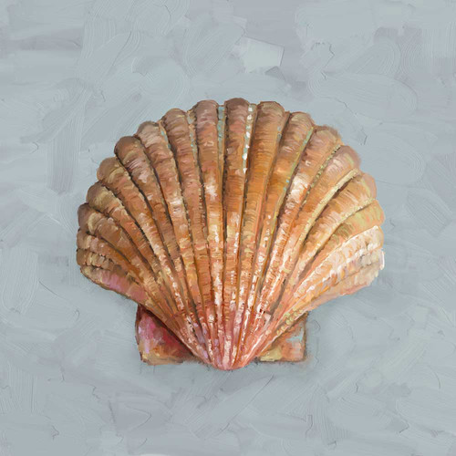 Shell Study - II Stretched Canvas Wall Art