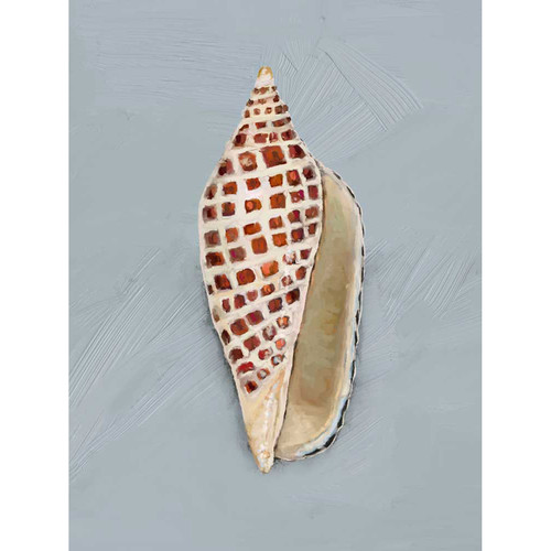 Shell Study - III Stretched Canvas Wall Art