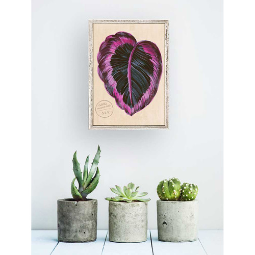 Leaf Series - Calathea Roseopicta Dottie Mini Framed Canvas