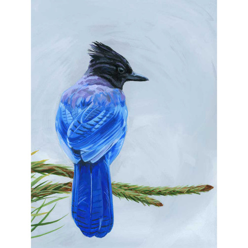 Avian Spotlight - Scrub Jay Stretched Canvas Wall Art