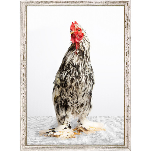 Charming Chickens - Black And White Mini Framed Canvas