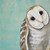 Sweet Barn Owl - Sky Blue Stretched Canvas Wall Art