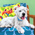 Dog Tales - Bella Stretched Canvas Wall Art