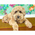 Dog Tales - Harley Stretched Canvas Wall Art