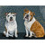 Bulldogs Stretched Canvas Wall Art
