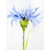 Sara's Hope 4 Stretched Canvas Wall Art