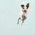 Best Friend - Jump For Joy Jack Russell Stretched Canvas Wall Art