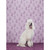 Dog Collection - Poodle Stretched Canvas Wall Art