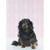 Dog Collection - Doxie On Pink Stretched Canvas Wall Art