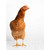Charming Chickens - Butterscotch Stretched Canvas Wall Art
