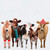 Holiday - Festive Cow Club Stretched Canvas Wall Art