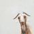 Clever Goat Stretched Canvas Wall Art