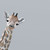 Peeking Giraffe Stretched Canvas Wall Art