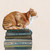 Cat On Books 1 Stretched Canvas Wall Art