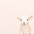 Spring Lamb Stretched Canvas Wall Art