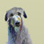 Best Friend - Wolfhound Stretched Canvas Wall Art