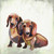 Best Friend - Dachshund Duo Stretched Canvas Wall Art