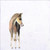 Baby Horse Stretched Canvas Wall Art
