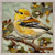 Goldie Bird Mini Framed Canvas