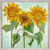 Sunflower Tranquility Mini Framed Canvas