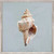 Shell Study - I Mini Framed Canvas