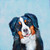 Best Friend - Bernese Mountain Dog Stretched Canvas Wall Art