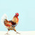 Mr. Rooster Stretched Canvas Wall Art