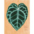 Leaf Series - Anthurium Crystallinum Stretched Canvas Wall Art