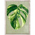 Leaf Series - Monstera Deliciosa Albo Variegata Mini Framed Canvas