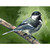 Avian Spotlight - Black Capped Fledge Stretched Canvas Wall Art