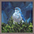 Avian Spotlight - Bluebird Mini Framed Canvas