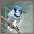 Avian Spotlight - Blue Jay Mini Framed Canvas