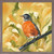 Avian Spotlight - Robin Mini Framed Canvas