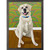 Dog Tales - Kona II Mini Framed Canvas